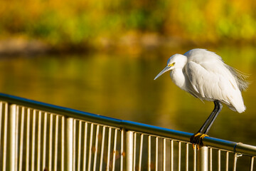 Obraz premium 柵にとまるコサギ