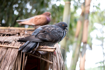 Two pigeons, one gray and one brown, perched on a thatched roof, blurred background.