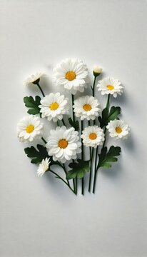 Beautiful chamomiles isolated on white background. Flowers