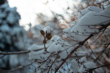 Close up winter snowy background. beautiful winter pine hoarfrost background. Frost on the branches of spruce. copy space. High quality photo
