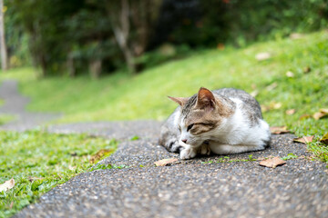 A tabby and white cat rests on a concrete path, with its eyes closed and paws tucked neatly beneath...