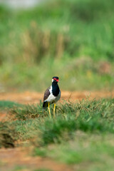 Red-wattled Lapwing