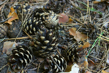 Closeup photo of fallen cones, dried pine needles and twigs on a ground
