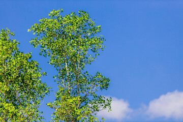 A distant natural background of a large mountain in the middle of the sea, Phang Nga Bay, Thailand, from a major viewpoint where tourists come to watch the sunrise in the morning.