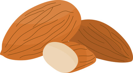 Illustration of Almonds nuts