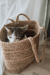 Obraz premium Cute tabby cat sits on the cat tree at home. Selective focus.. High quality photo