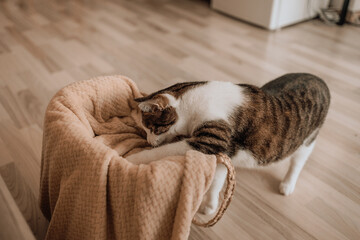 Cute cat at curiosity is piqued as it peers and paws at a rope basket. High quality photo