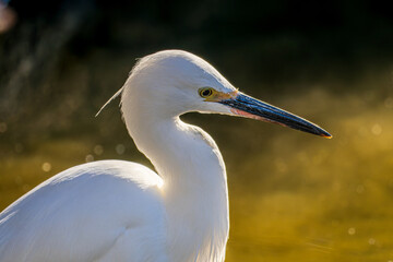 コサギのアップ