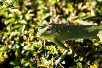 green lizard on a branch