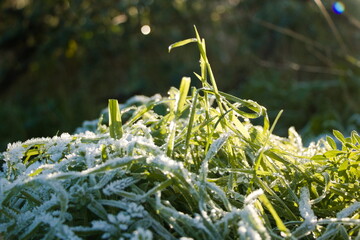 Frosty grass blades in the sun