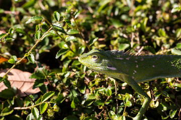 green lizard on a branch