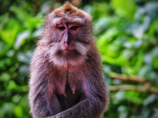 portrait of a macaque