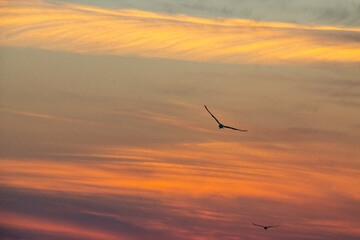By the lake, sunset, dusk, seagulls, fish eating birds, eagles, waterfowl, catching fish, fishing, winter, scenery, background, burning clouds