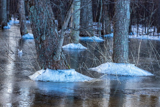 Tree trunks stand in a flooded winter forest, surrounded by meltwater, snow, and ice, creating a serene and reflective natural scene