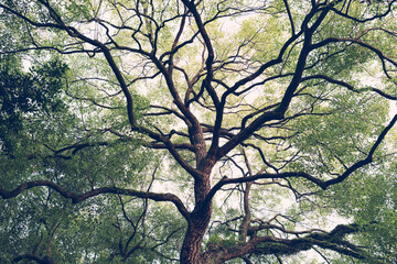 Majestic Mature Tree with Expansive Canopy Viewed from Low Angle Under Pale Sky