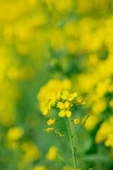 Macro Photography: Yellow Mustard Plant in Bloom