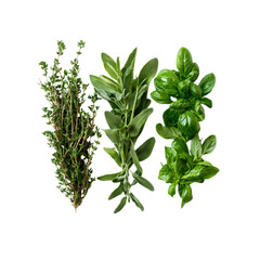 Obraz premium Fresh Thyme, Sage, and Basil Herbs Culinary Trio