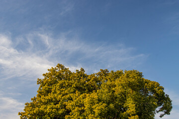 Fototapeta premium Big tree, blue sky, tourism, travel, vacation, background, nature