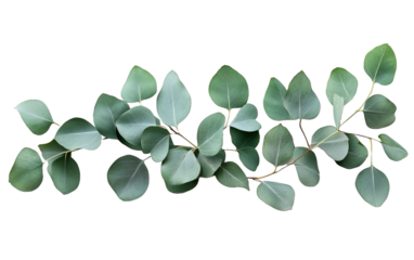 Decorative eucalyptus green leave on transparent or white background,png
