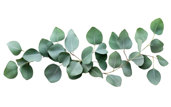 Decorative eucalyptus green leave on transparent or white background,png