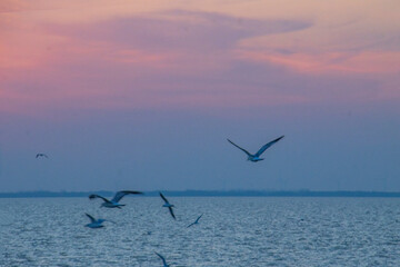 By the lake, sunset, dusk, seagulls, fish eating birds, eagles, waterfowl, catching fish, fishing, winter, scenery, background, burning clouds