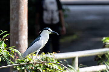 Black-crowned night heron portrait on a branch (Nycticorax nycticorax) in Taiping Lake Gardens.
