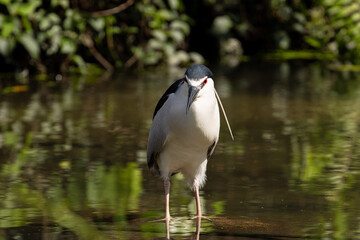 Close up Black-crowned night heron wading on the water (Nycticorax nycticorax) in Taiping Lake Gardens.