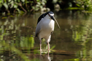 Close up Black-crowned night heron wading on the water (Nycticorax nycticorax) in Taiping Lake Gardens.