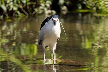 Close up Black-crowned night heron wading on the water (Nycticorax nycticorax) in Taiping Lake Gardens.