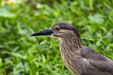 Close up Black-crowned night heron portrait (Nycticorax nycticorax) in Taiping Lake Gardens.