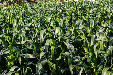 corn farm
