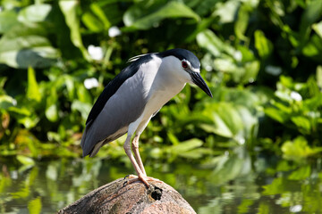 Close up Black-crowned night heron portrait (Nycticorax nycticorax) in Taiping Lake Gardens.
