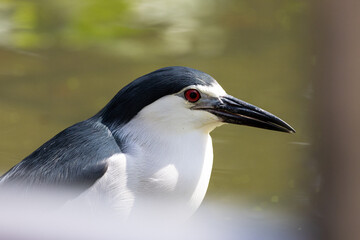 Close up Black-crowned night heron portrait (Nycticorax nycticorax) in Taiping Lake Gardens.