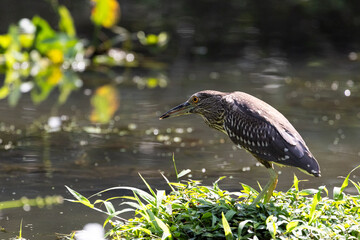 Close up Black-crowned night heron hunting (Nycticorax nycticorax) in Taiping Lake Gardens.