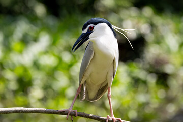 Close up Black-crowned night heron portrait (Nycticorax nycticorax) in Taiping Lake Gardens.