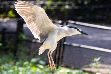 Black-crowned night heron bird flying (Nycticorax nycticorax) in Taiping Lake Gardens.