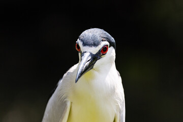 Close up Black-crowned night heron portrait (Nycticorax nycticorax) in Taiping Lake Gardens.