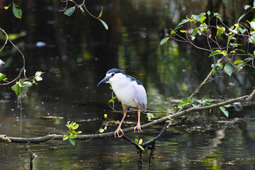 Black-crowned night heron bird flying (Nycticorax nycticorax) in Taiping Lake Gardens.