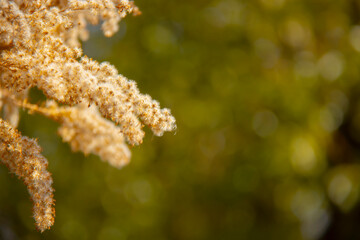 A certain flower, a certain grass, scenery, transparency, background