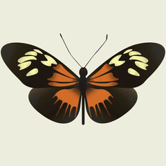a beautiful black and orange butterfly