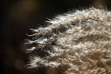 Reed, Winter, Autumn, Dandelion, Dreamy, Scenery, Void, Warm Colors, Transparent, Travel, Memories, Children, Childhood, Past