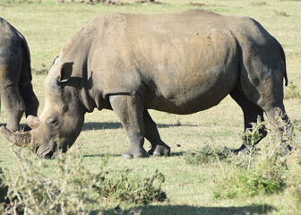 Obraz premium Feeding Rhino