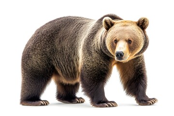 Obraz premium Majestic Brown Bear Stands Tall in the Wild