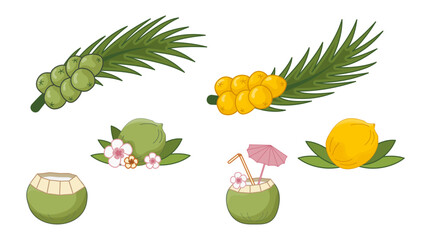 Yellow coconuts vector illustration, Sri Lanka, Maillard reaction. Palm leaves with yellow fruits, Royal coconut. Green coconut on palm branch. Coconut cocktail with straw, tropical flowers, umbrella.