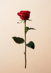single red rose with green leaves on beige background, evoking simplicity and elegance