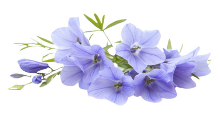 Purple flower transparent background