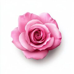 Fototapeta premium hyper realistic pink rose isolated on white background, showcasing its delicate petals and intricate details, perfect for floral designs and romantic themes