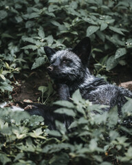 fox in the woods