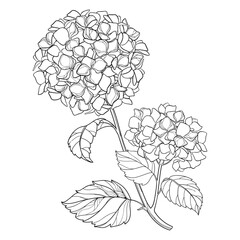 Outline Hydrangea or Hortensia flowers and ornate leaves in black isolated on white background. 