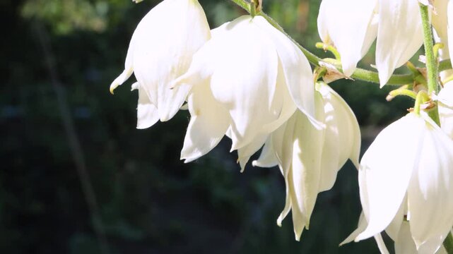 White yucca flowers close-up with water drops after rain.